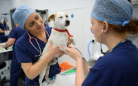 犬の「混合ワクチン」は年に1回で大丈夫？ vol.1…目的と免疫持続期間について 画像