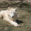 ホッキョクオオカミ、別名ホワイトウルフは夏毛も白い…那須どうぶつ王国 画像
