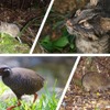 奄美・沖縄が世界自然遺産に登録…アマミノクロウサギ、イリオモテヤマネコってどんな動物？ 画像