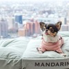 愛犬と一緒に過ごす「ドッグフレンドリープラン」発売…ANAクラウンプラザホテルグランコート名古屋 画像