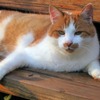 【猫がなりやすい病気】糖尿病性ケトアシドーシス編…糖尿病の最も注意すべき合併症 画像