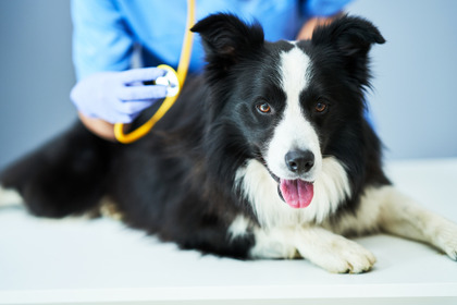 犬と猫の輸血治療はどのように行われるのか？…ドナーの確保が重要［インタビュー］ 画像