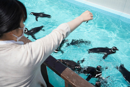 須磨海浜水族園でGWイベント、ペンギンのエサやり体験など…5月8日まで 画像