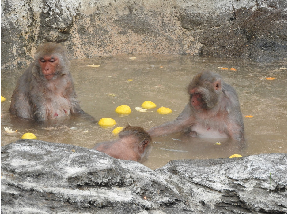 東武動物公園、サル山とカピバラの露天風呂を開催