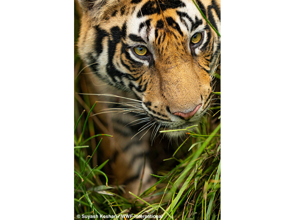 トラ © Suyash Keshari / WWF-International