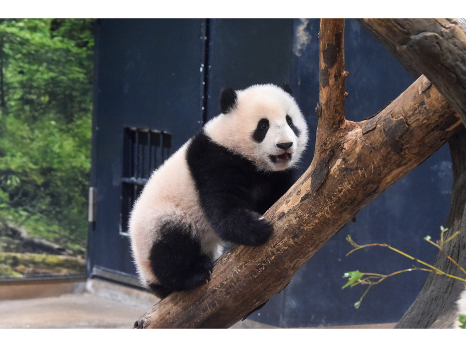 上野動物園のジャイアントパンダ・レイレイ（194日齢）