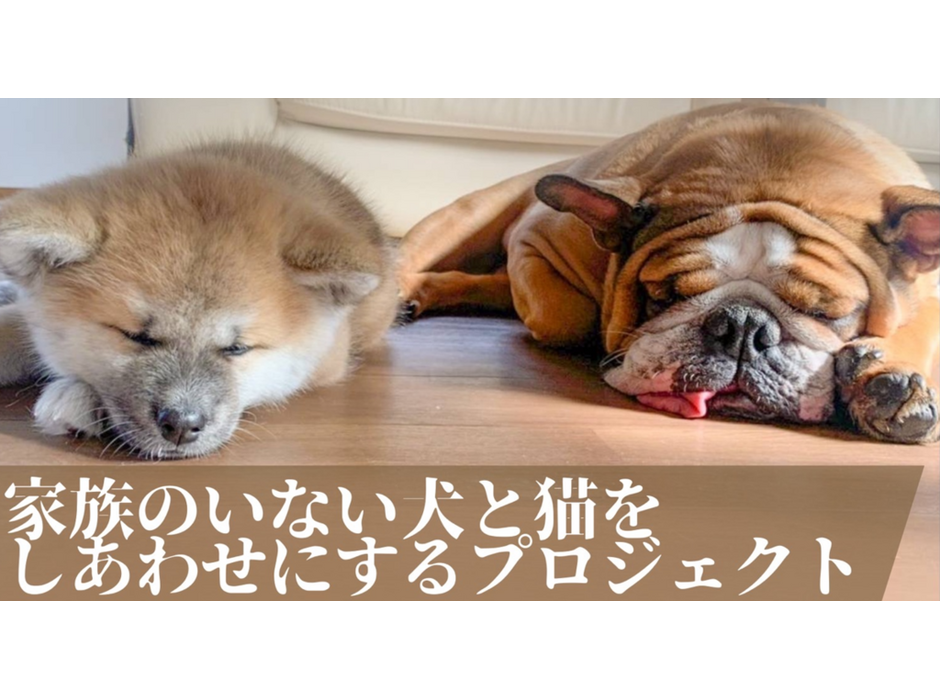 日本獣医生命科学大学、「家族のいない犬と猫をしあわせにするプロジェクト」のクラウドファンディングを開始