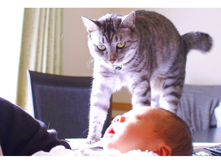 赤ちゃんにおびえて背中の毛を立てていた猫。相当のストレスだったようです