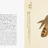 パイ インターナショナル、「美し、をかし、和名由来の江戸鳥図鑑」を発売