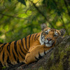 トラ© Suyash Keshari / WWF-International