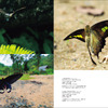 海野和男氏撮影の「世界で一番美しい蝶図鑑」
