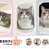 「世界で最も視聴された猫”もちまる”」のコラボカフェ、渋谷パルコにて開催