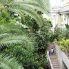板橋区立熱帯環境植物館（通称ねったいかん）
