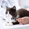 動物病院を受診した方が安心なケースは？…猫の消化器系疾患［インタビュー］