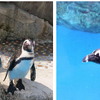 ケープペンギンの新施設「うみの杜ビーチ –PENGUIN　LIFE-」